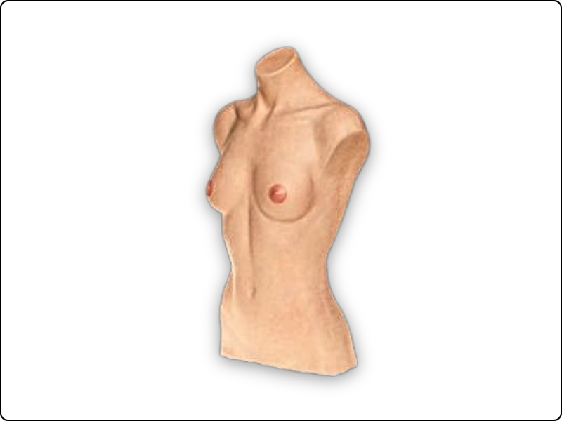 Female Torso Model