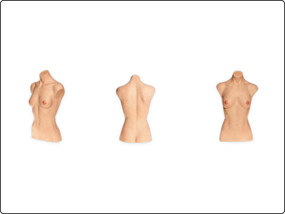 Female Torso Model image 1