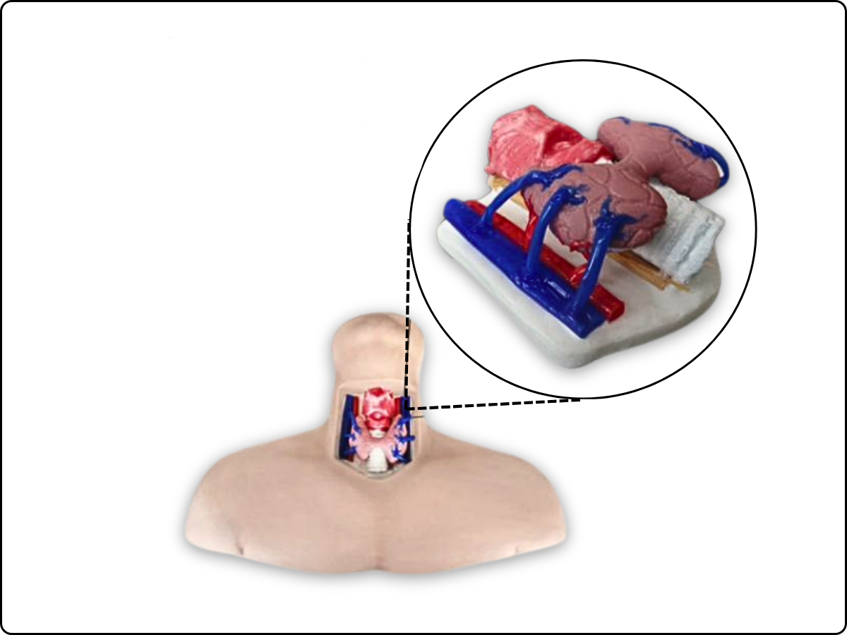 Thyroidectomy Trainer image 1