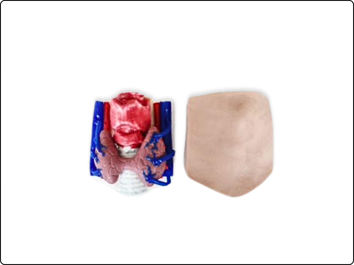 Thyroidectomy Trainer image 2